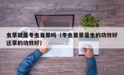 虫草就是冬虫夏草吗（冬虫夏草是虫的功效好还草的功效好）