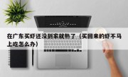 在广东买虾还没到家就熟了（买回来的虾不马上吃怎么办）