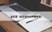 玉兰花（玉兰花什么时候开花）
