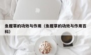鱼腥草的功效与作用（鱼腥草的功效与作用百科）