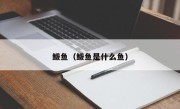 鲅鱼（鲅鱼是什么鱼）