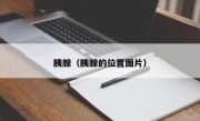 胰腺（胰腺的位置图片）