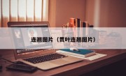 连翘图片（贯叶连翘图片）