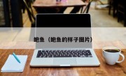 鲍鱼（鲍鱼的样子图片）