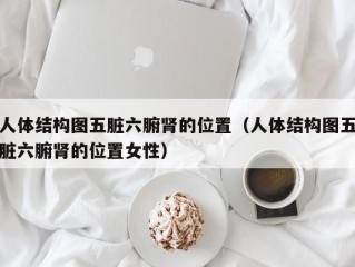 人体结构图五脏六腑肾的位置（人体结构图五脏六腑肾的位置女性）